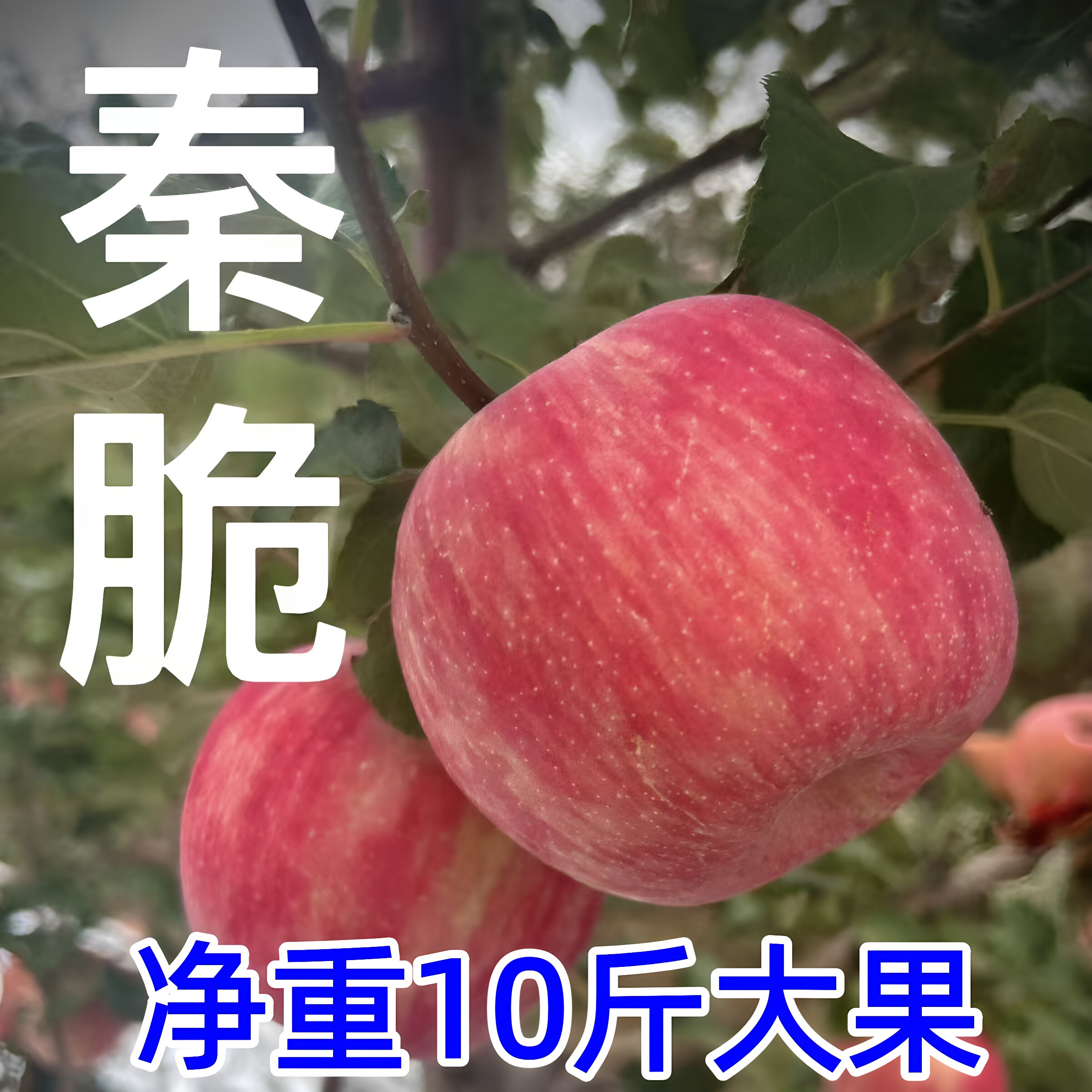 陕西正宗秦脆苹果脆甜富士苹果10斤包邮应当季新鲜孕妇水果红苹果