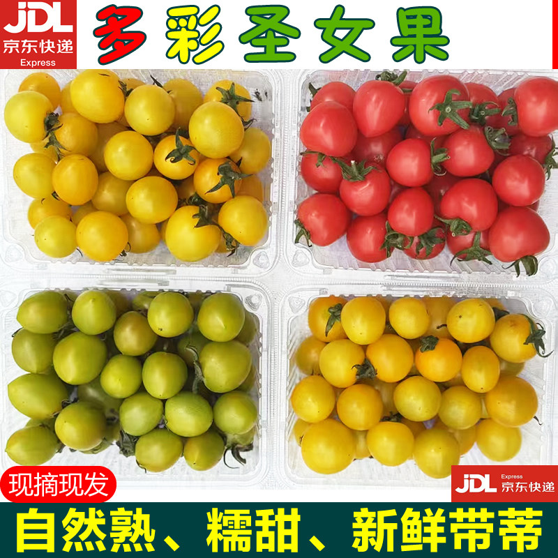 【顺丰包邮】陕西泾阳多彩圣女果4斤樱桃小番茄黄红绿圣女果现摘