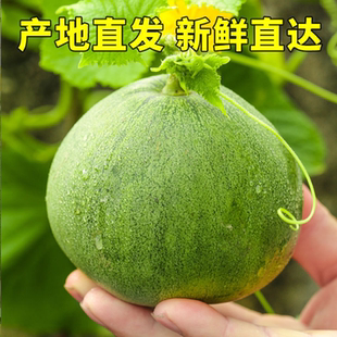 水果香瓜綠寶石小脆瓜整箱 新鮮當(dāng)季 陜西頭茬綠寶甜瓜香瓜5斤 包郵