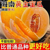 金红宝黄河蜜瓜黄哈密瓜新鲜当季 海南红金蜜黄金蜜瓜5斤 包邮 水果