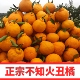 四川不知火丑橘丑柑5斤9斤 包邮 新鲜水果手剥丑八怪桔子整箱