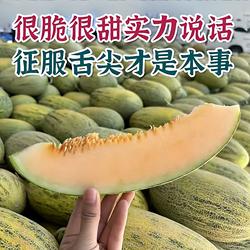 海南八六王甜瓜哈密瓜伽师瓜5斤包邮新鲜现摘应季水果甜瓜整箱
