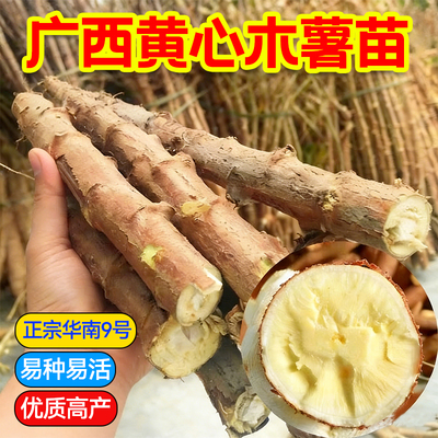 广西黄心木薯种苗新鲜可食用
