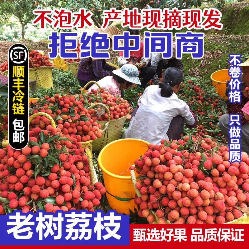 荔枝新鲜包邮桂味5斤水果广西应当季荔枝白整箱东糖罂10斤顺丰