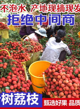 荔枝新鲜包邮桂味5斤水果广西应当季荔枝白整箱东糖罂10斤顺丰