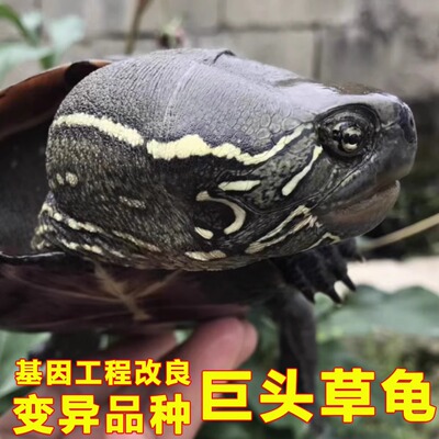 巨头中华草龟苗大头小乌龟