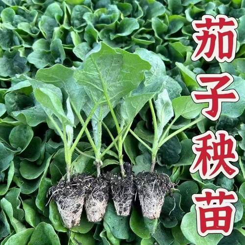 茄子苗紫把绿把长茄种子圆茄苗子杭茄蔬菜苗子阳台庭院田地可栽种