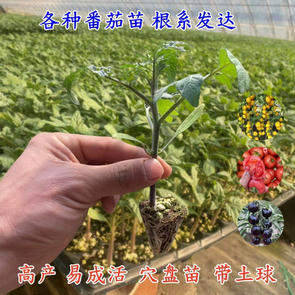 大小番茄盆栽种苗大红西红柿秧苗阳台庭院蔬菜圣女果带土高产春季