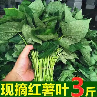 四川红苕尖新鲜农家红薯苗地瓜叶嫩尖食用红苕藤蕃薯叶时令蔬菜