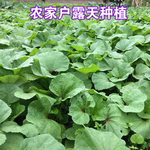 四川冬寒菜马蹄菜新鲜熬粥煮汤叶子菜糯苋菜糯米冬苋菜时令蔬菜