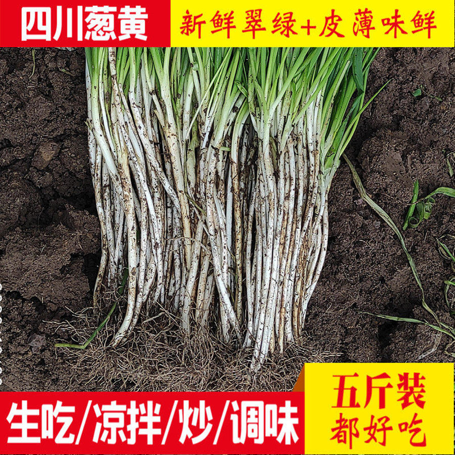 四川小葱黄现挖泥巴毛葱新鲜非山东大葱农家自种葱白分葱时令蔬菜