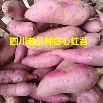 四川老品种红苕白心地瓜