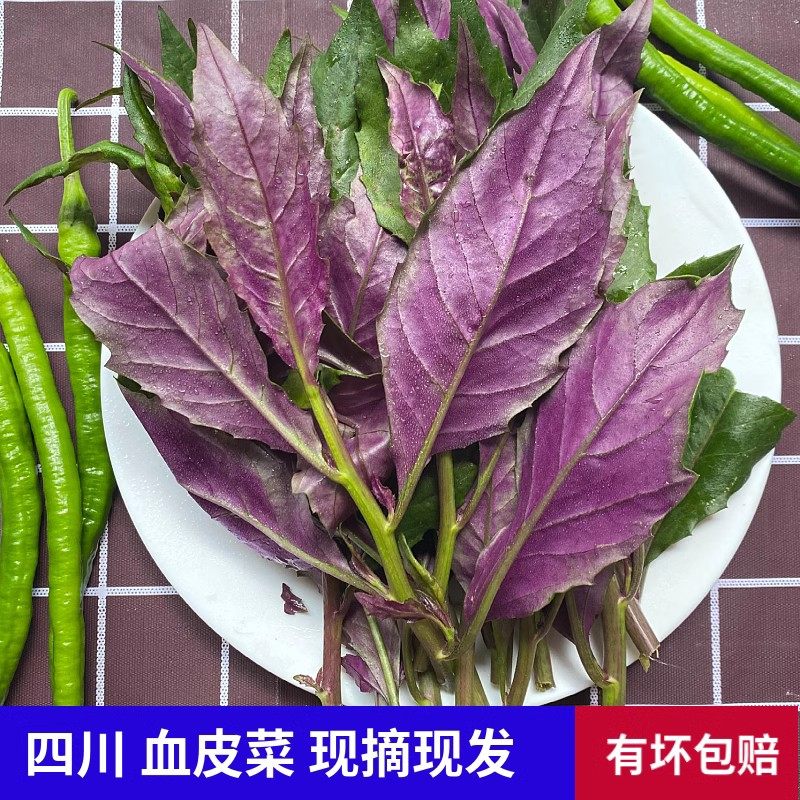 新鲜血皮菜四川紫背天葵紫背菜红背菜观音菜新鲜农家蔬菜现摘包邮