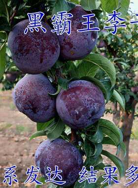 特大李子树苗无核脱骨黑霸王李子苗南北方种植盆栽地栽李树苗果树