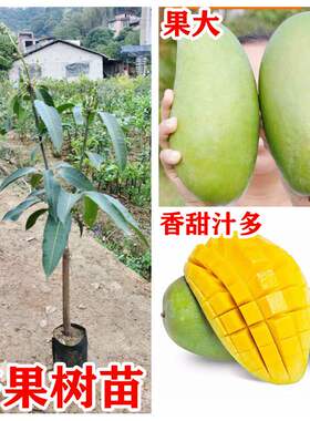 芒果苗正宗金煌芒贵妃四季芒特大嫁接果树苗子南方种植当年结果