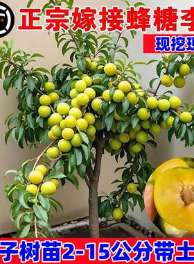 正宗嫁接蜂糖李子树苗新品种冰糖李子特大号南方北方种植果树果苗