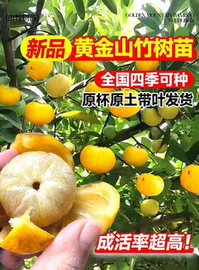 黄金山竹树苗带果庭院盆栽地栽水果树果苗南北方耐寒四季种植嫁接