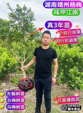 东魁杨梅树大树苗当年结果带土靖州杨梅树早熟果树果苗非仙居杨梅