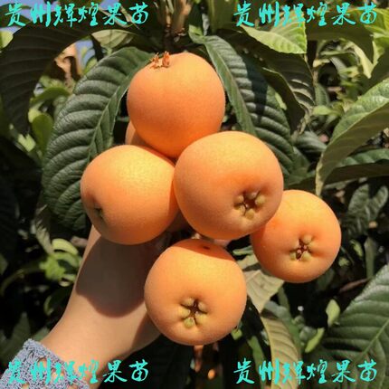 正宗大五星枇杷嫁接琵琶果树果苗大果枇杷苗苗木树苗盆栽地栽包邮