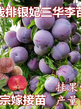 钱排银妃三华李子树苗特大多汁红色三华李苗当年结果南方盆栽地栽