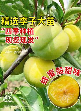 蜂糖李子树苗贵州三华李四川脱骨李新品种黄金奈红心盆栽果树果苗
