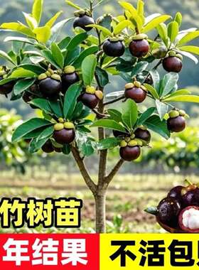 泰国无籽山竹果树苗大果无籽南北方种植四季盆栽地栽带土带叶RH