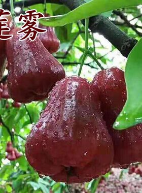 黑金刚莲雾树苗正宗嫁接大叶红莲雾南方庭院台湾黑糖芭比水果苗