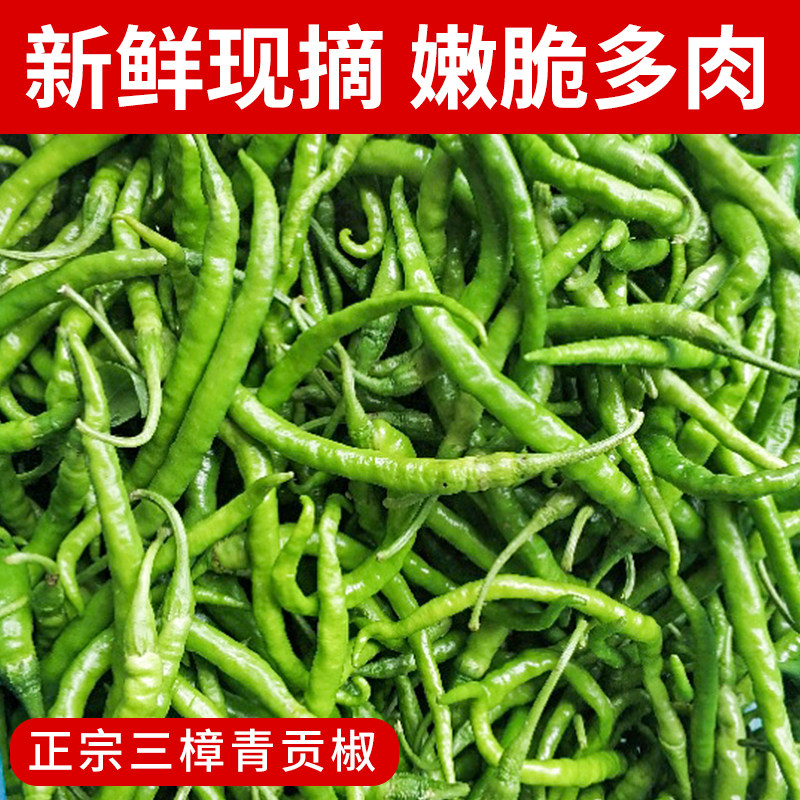 湖南绿辣椒三樟青黄贡椒