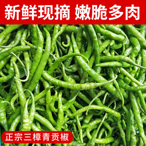 湖南绿辣椒三樟青黄贡椒