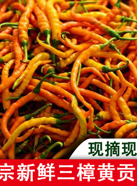 湖南衡东三樟特产新鲜黄贡椒鲜辣椒原产地直供现摘现发5斤包邮