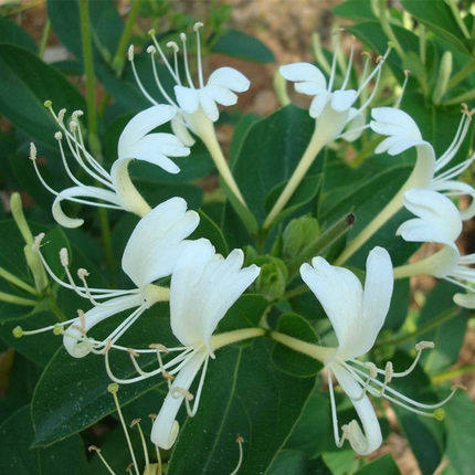 阳台树苗攀援室外种植藤本花卉