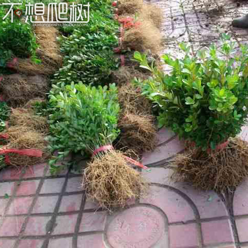 瓜子黄杨新款冠幅20高分栽苗冬青