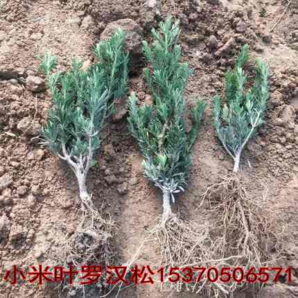 罗汉松树苗黑珍珠小米叶雀舌罗汉盆栽盆景苗庭院种植四季常