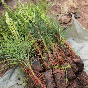 黑松苗小苗白皮松树苗雪松苗华山松五针松实生苗杯苗盆景山体绿化