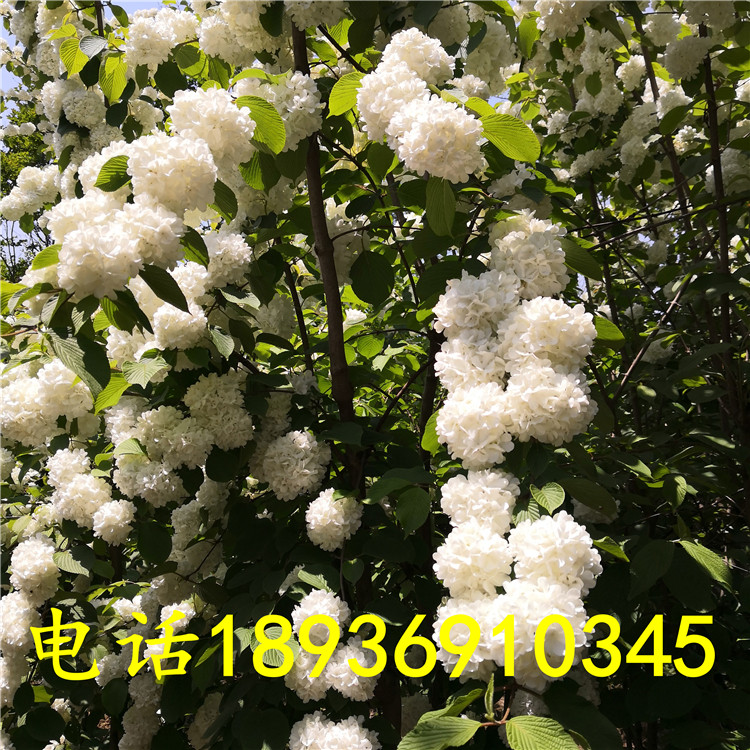 树苗无尽夏绣球花图片