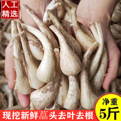 荞头现挖新鲜藠头新鲜个大个茭头