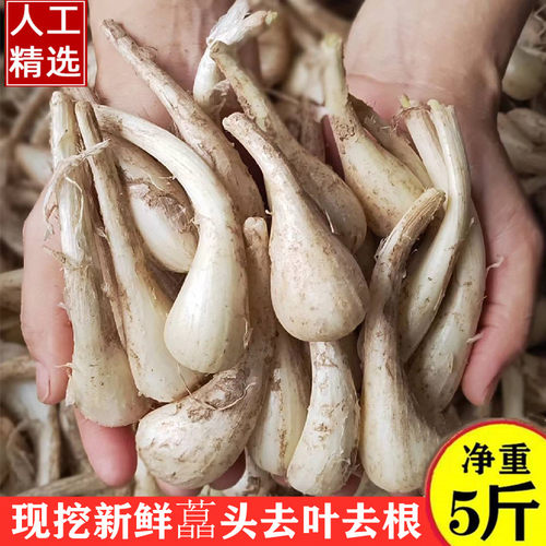 荞头现挖新鲜藠头新鲜个大个茭头
