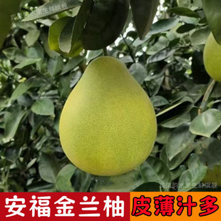 江西安福柚子正宗井冈山金兰柚新鲜孕妇级蚕子薄皮老树白心蜜柚子