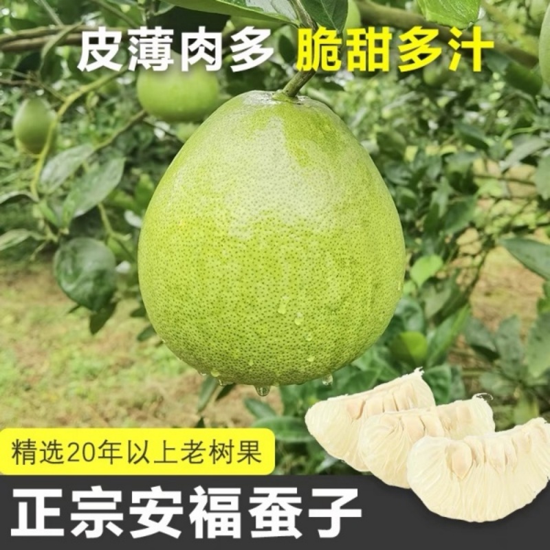 安福金兰柚子老树柚子井冈山蜜柚