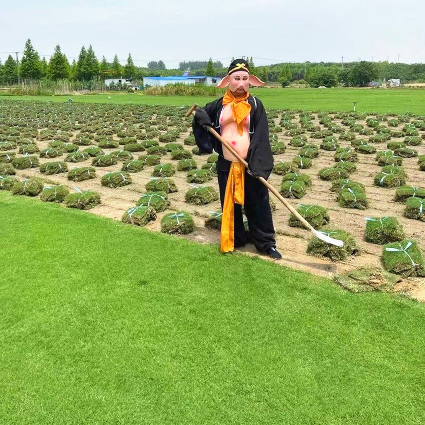 别墅绿化耐寒带土真草坪四季常青