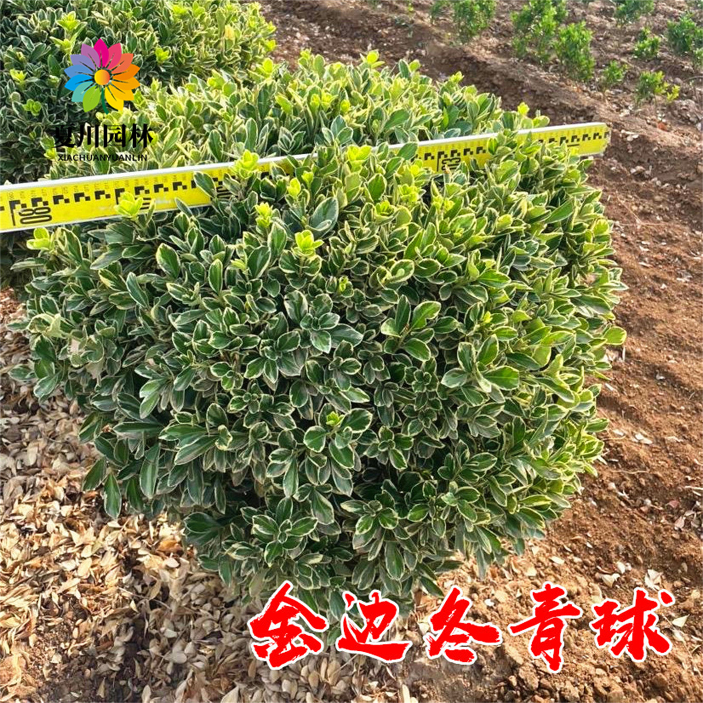 庭院绿篱金边冬青苗四季常青好活