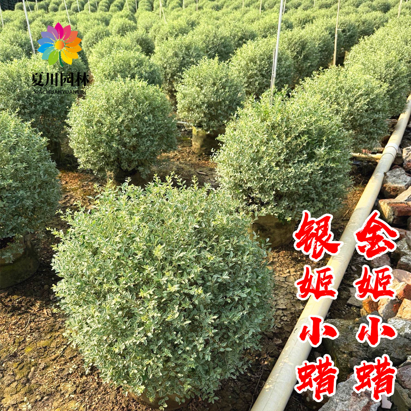 银姬小蜡球树苗庭院耐寒四季常青彩叶绿化色块花镜植物金姬水蜡球