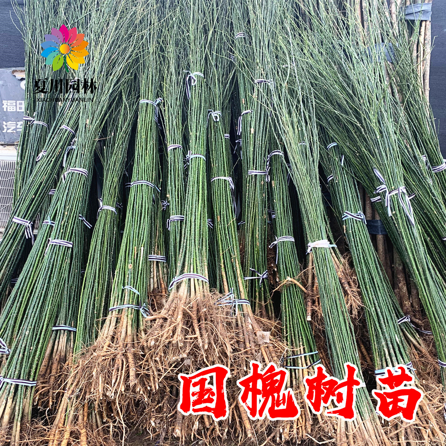 速生国槐树结槐米绿化耐寒龙爪槐