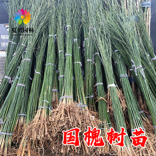 国槐树苗速生国槐苗龙爪槐垂枝槐树庭院绿化大型风景树黄金槐大树