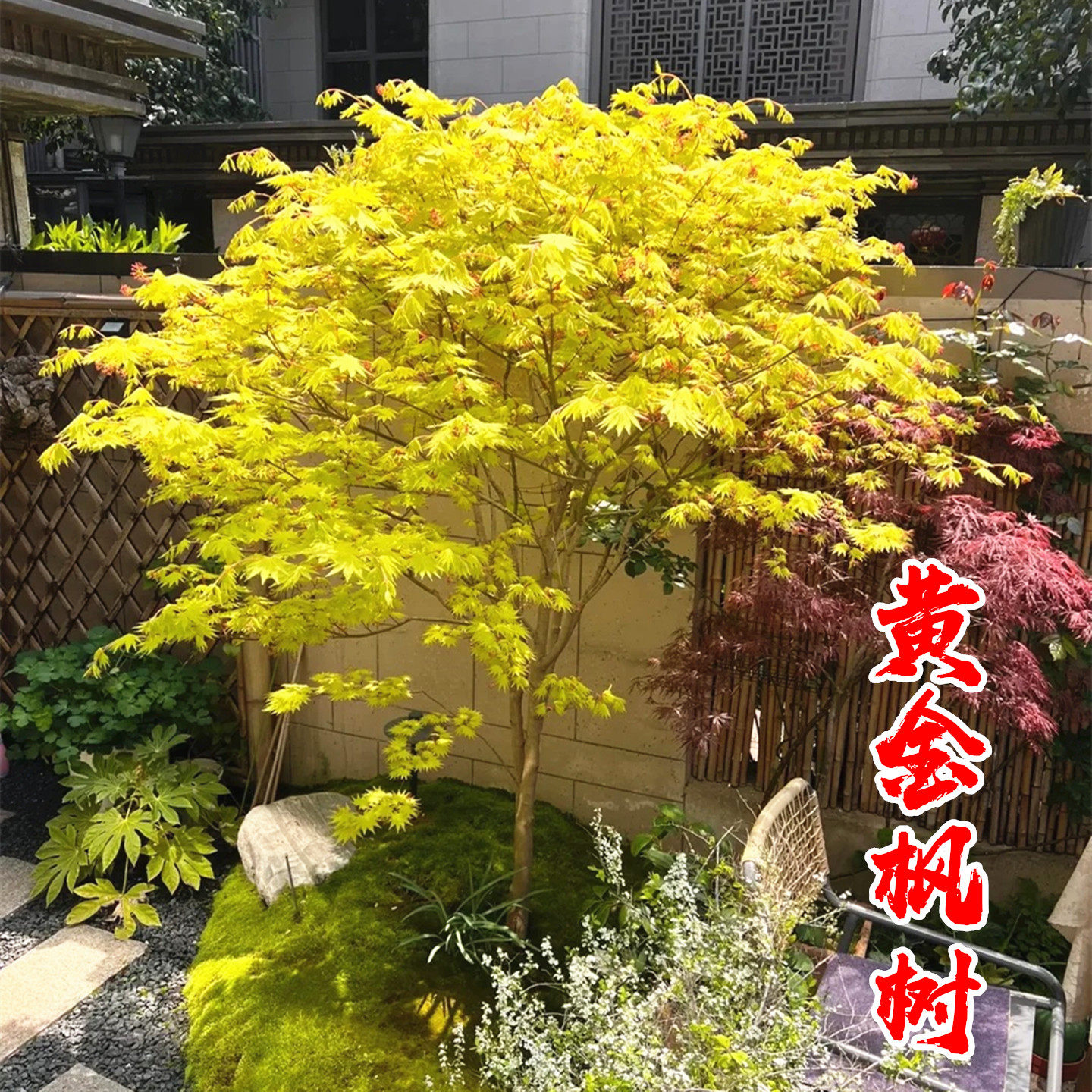 橙之梦黄金枫庭院耐寒彩叶风景树