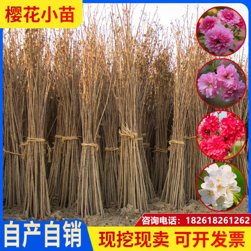 日本樱花树苗小苗庭院盆栽地栽四季南北方种植风景树绿化工程树苗
