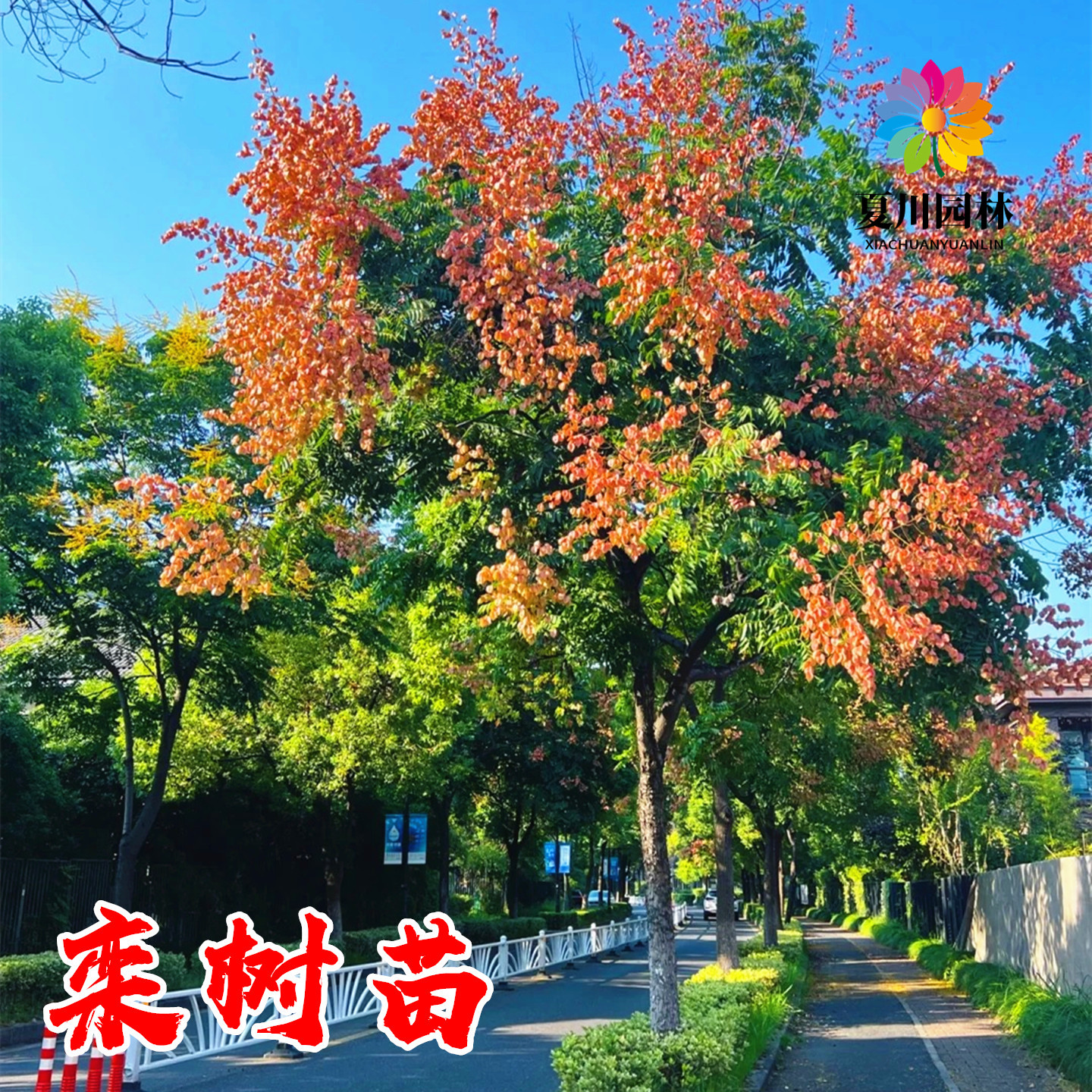 栾树苗黄山栾树小苗庭院行道大型耐寒绿化风景树占地拆迁栾树花苗