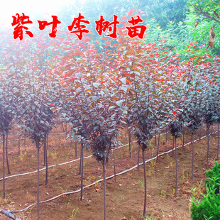紫叶李树苗工程紫叶李树红叶李子树苗木正宗园林绿化紫叶李子树苗