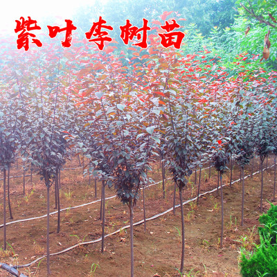 红叶李树苗庭院绿化工程苗行道树