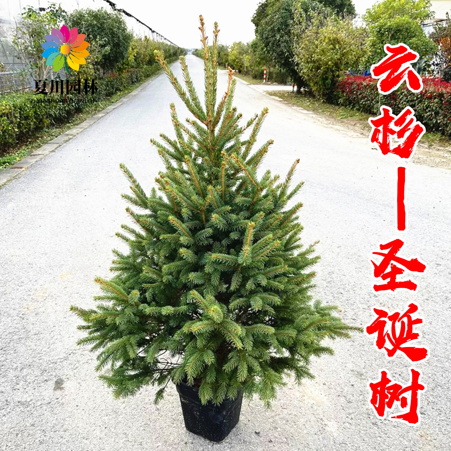 挪威云杉现挖发货真圣诞树风景树